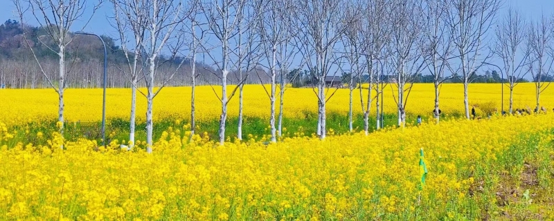 油菜花的花语和寓意
