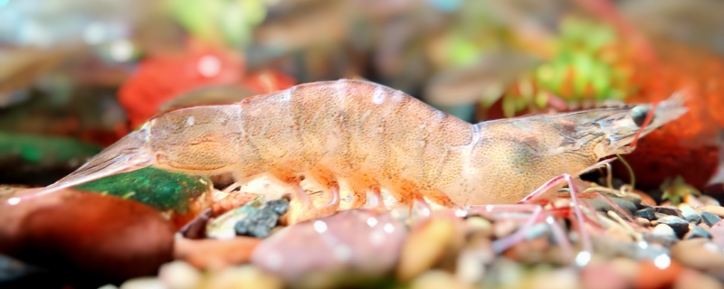 北极虾和基围虾的区别