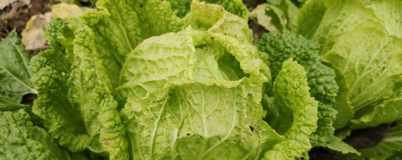 冬天白菜能放室外吗