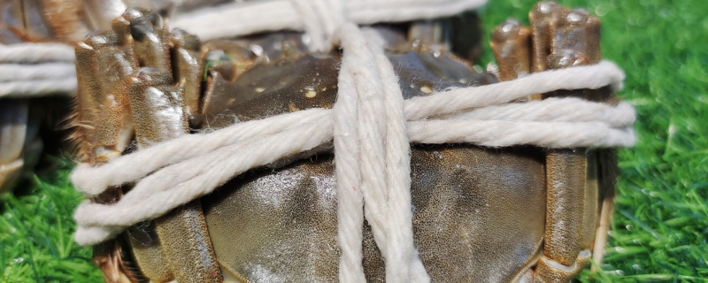 阳澄湖大闸蟹母蟹和公蟹哪个贵