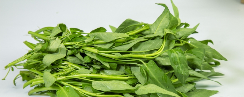 空心菜怎么保存新鲜不烂