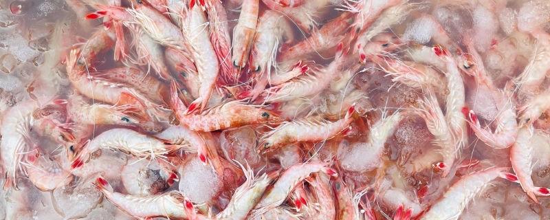 元宝虾和北极虾的区别