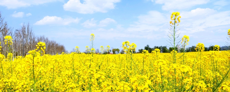 三月去哪里看油菜花比较好