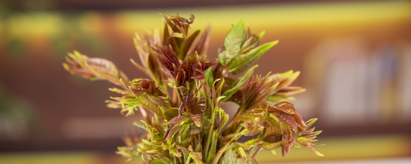 香椿怎么保存时间长的好方法