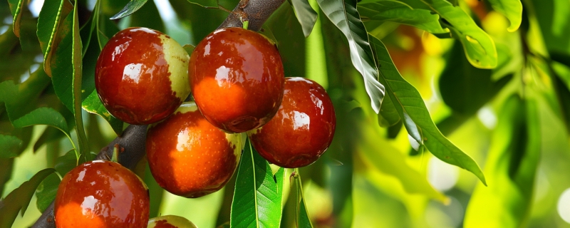 冬枣开花不结果是什么原因