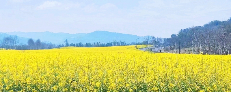 赏油菜花去哪儿比较好推荐
