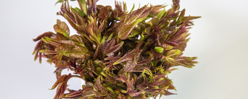 香椿炒鸡蛋要不要焯水