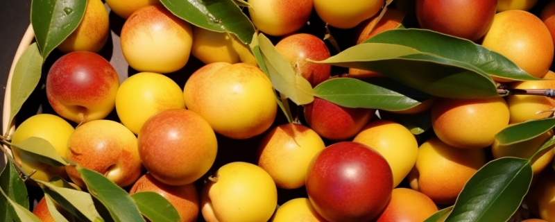 冬枣产地主要在哪个省