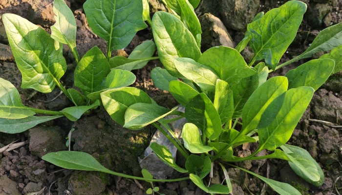 菠菜和山药一起吃的好处