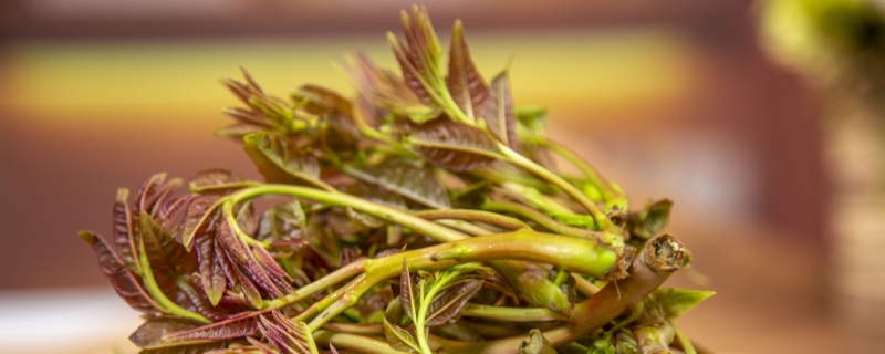 香椿怎样长期保存