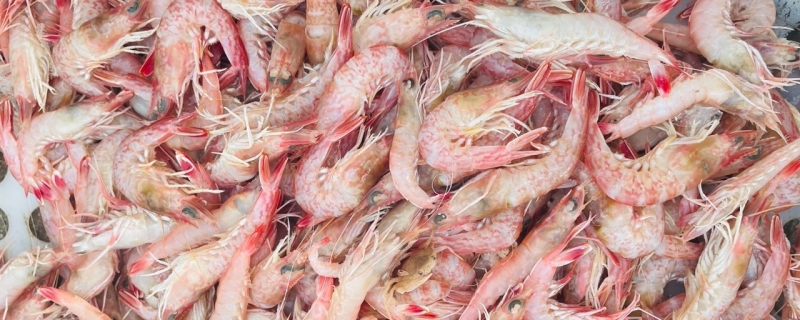 北极虾头籽和腹籽的区别