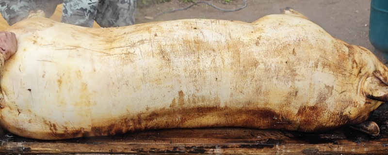 农村杀年猪有什么讲究