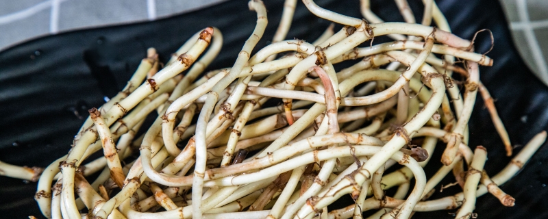 鱼腥草为什么叫折耳根