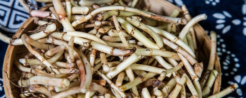 折耳根几月份可以挖