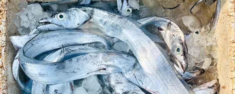 带鱼是竖着睡觉的吗