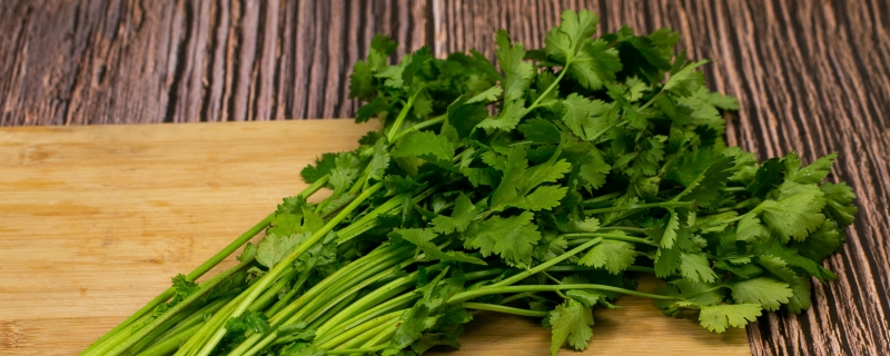 香菜为什么叫断阳草