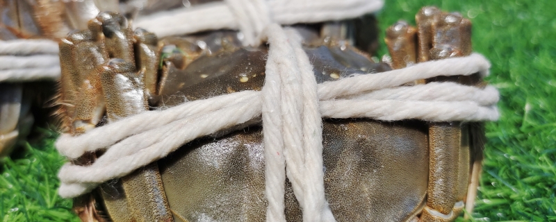 阳澄湖大闸蟹是什么螃蟹