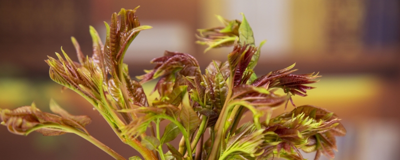 香椿可以直接冷冻吗