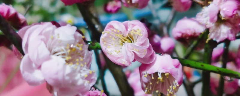 腊梅冬天放室内还是室外