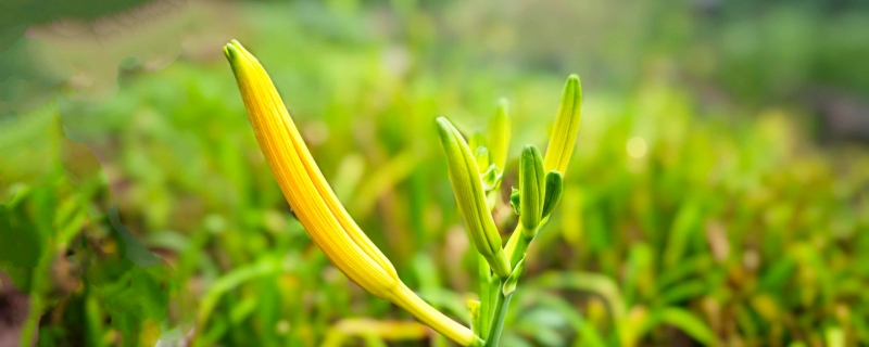 新鲜黄花菜怎么处理